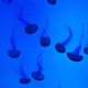 Illustration for article titled Aquarium!